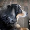 Soy Baltto 🐶 的头像