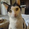 CatLady profil fotoğrafı