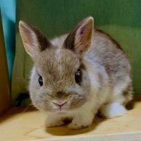 チビうさぎのぶん's profile picture