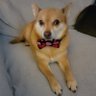Fantastic Mr. Fox's profile picture