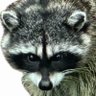 FloatBird's profile picture