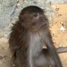 考えるサル profil fotoğrafı