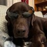 Baden The Chocolate Goofball🇨🇦🏴🦮🐾 profil fotoğrafı