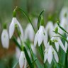 Фото профиля snowdrop