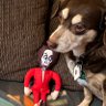 Profilbild von Bailey The Dog