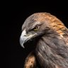 Фото профиля Golden Eagle 🦅