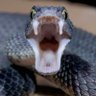 H2oSnake's profile picture