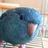 Фото профиля サザナミひつじ