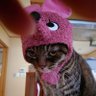 きつねうどん's profile picture