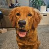 Whitney Gramlich profil fotoğrafı