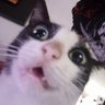 Profilbild von Gato mamón