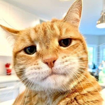 แมวตัวส้มๆ's profile picture