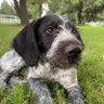 Cricket RIP's profile picture
