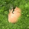 ぬしがまってる 的头像