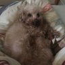 Profilbild von -リプトン信者