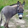 É como que és meio burro profil fotoğrafı