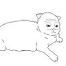 wocat's profile picture
