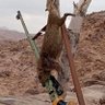 الرمح العولقي حساب بديل's profile picture
