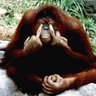 IP.Man 🐗 my mate checked me, I'm real.🆓 的头像