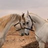 عايد profil fotoğrafı