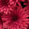 Фото профиля Alice_2064