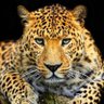 leigh leopards fan's profile picture
