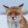 Profilbild von Tricks