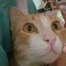 Good Cat's profile picture