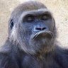 Mkenya Halisi profil fotoğrafı