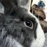 A. K profil fotoğrafı