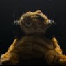 Фото профиля Drowzy