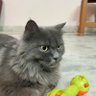 Curiouscat's profile picture