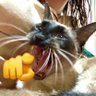 Tostado intenso 的头像