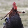 Landyn profil fotoğrafı