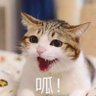 Фото профиля midori酒