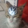 Фото профиля antifenomistcat