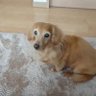 動物好きのメグ's profile picture