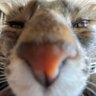 🗣️'s profile picture