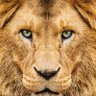Ibc's profile picture