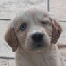 Whicenzo's profile picture
