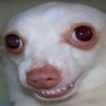 Profilbild von Pincher Pensador
