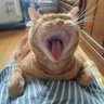 俺は猫オヤジだ 的头像