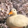🥚ゆ҉み҉ 🐣's profile picture