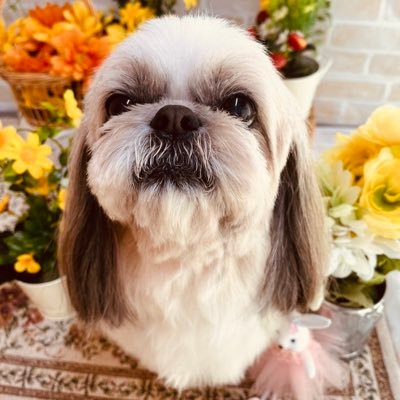 おにまん🐶💕's profile picture