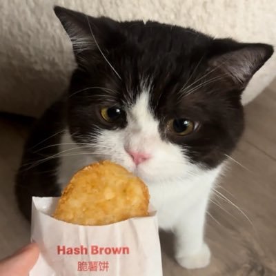呆呆喵's profile picture