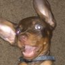 kaynofnbr's profile picture