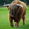 Thehighlandbull's profile picture