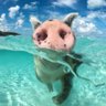 Tomek profil fotoğrafı