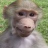 Profilbild von Vanitas 🐒