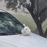 حماس ملعونه 的头像